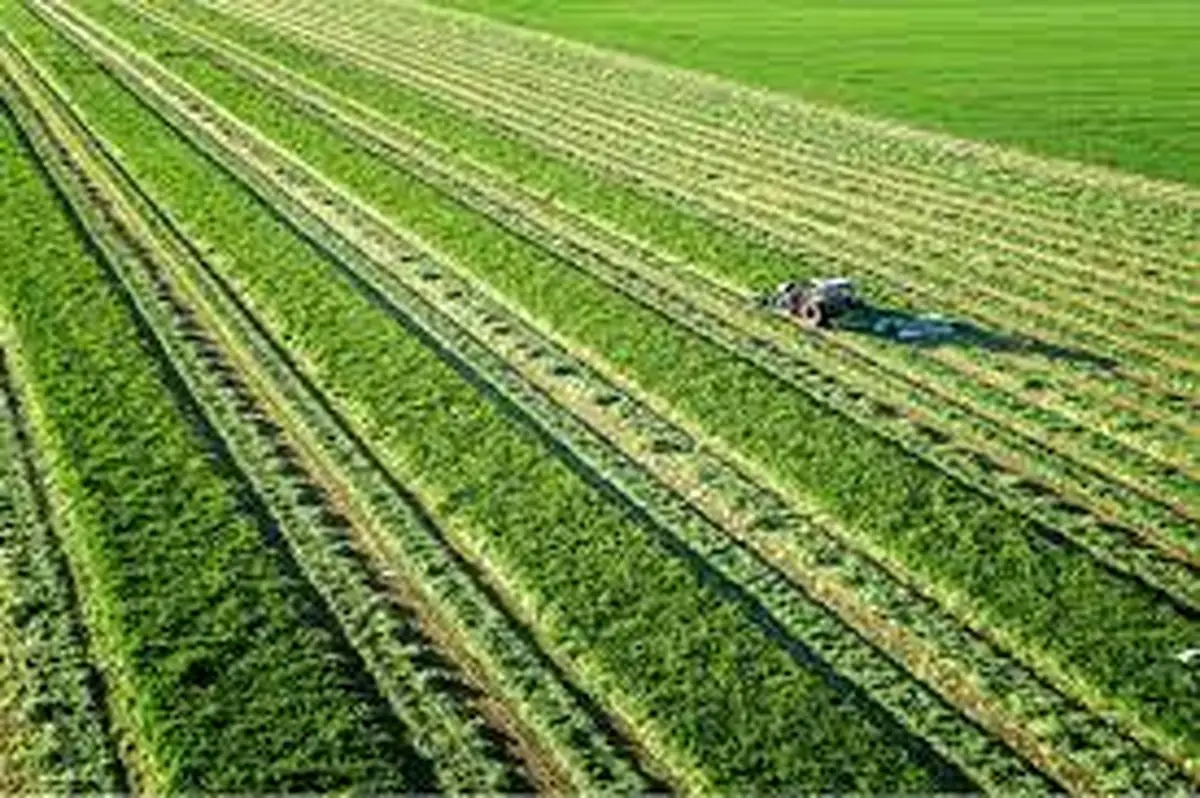 کود، سم و بذر در انتظار ارز نیمایی؛ تهدید پنهان برای امنیت غذایی ایران/ زنجیره تولید کشاورزی در آستانه فروپاشی