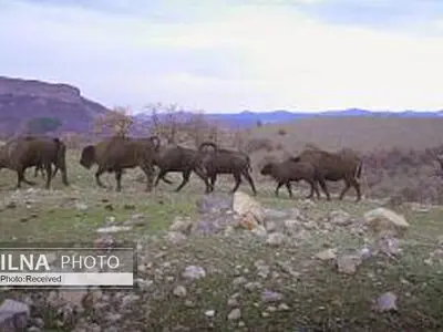 ویدئو/ نگاهی به گونه‌های جانوری متنوع کوهستان رودوپ در بلغارستان 