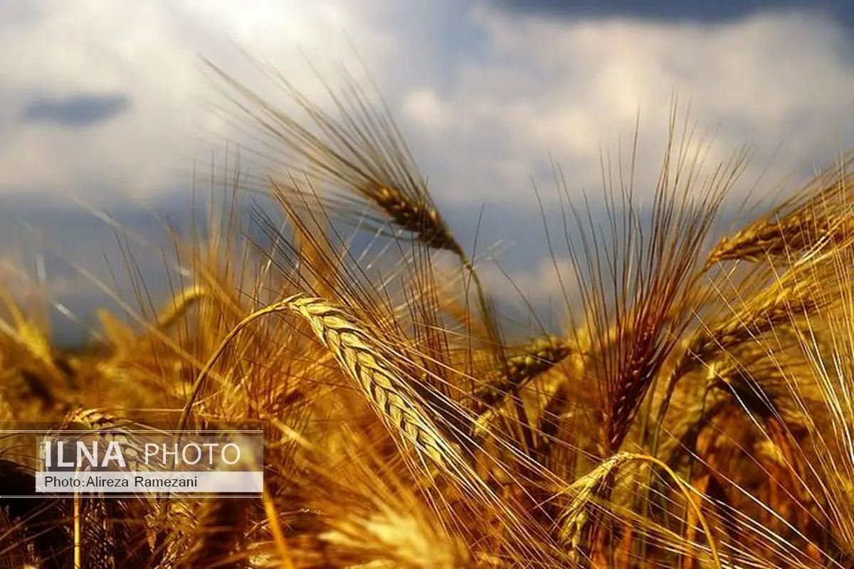 معرفی 9 رقم گندم برای سال زراعی آینده