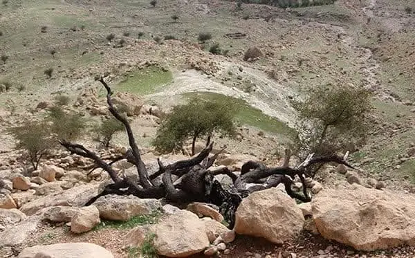 قلع و قمع درختان در غار شاهپور کازرون فارس