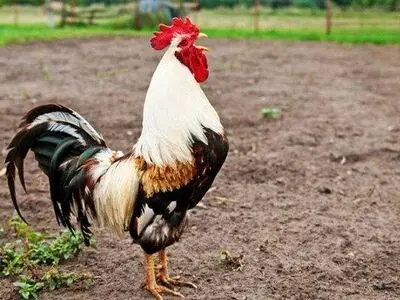 خروس ناراحت صاحبش را کشت