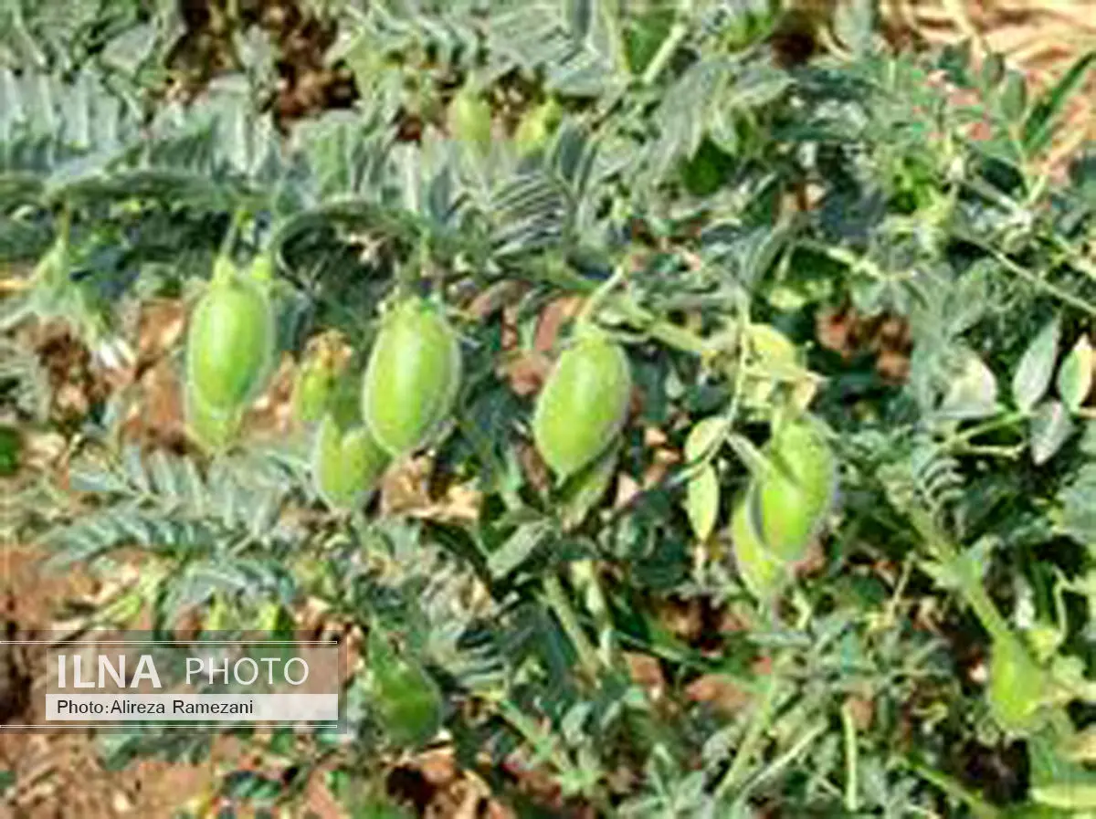 سالانه 1200 هکتار نخود پاییزه در شهرستان روانسر کشت می‌شود