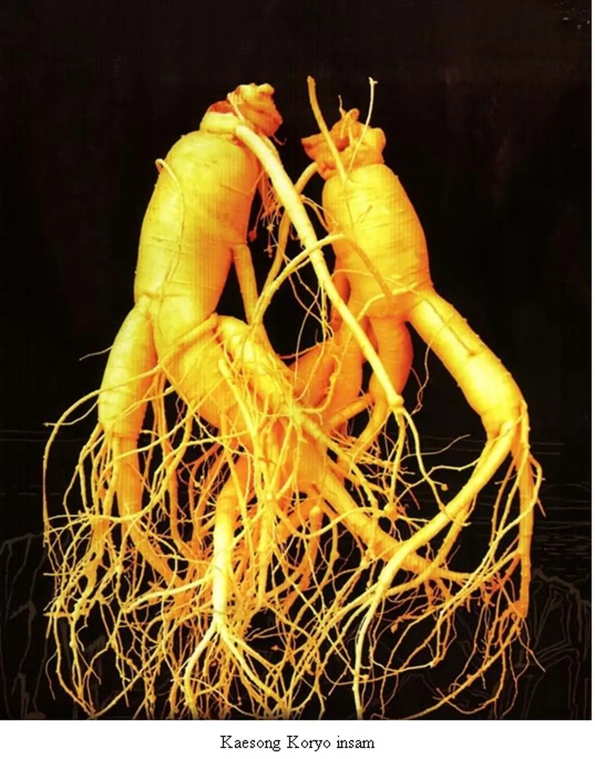 Kaesong Koryo Insam of DPRK