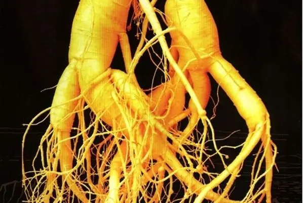 Kaesong Koryo Insam of DPRK