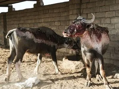 دامداران هندیجانی: تلف شدن روزانه دام‌ها به دلیل توقف آبرسانی/مسئولین شهرستان پاسخگو نیستند/سرپرست اداره آبفا هندیجان: هنوز اعتباری دریافت نکردیم