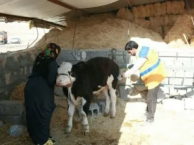 مایه کوبی 450 هزار راس دام برای مقابله با بیماری تب برفکی 