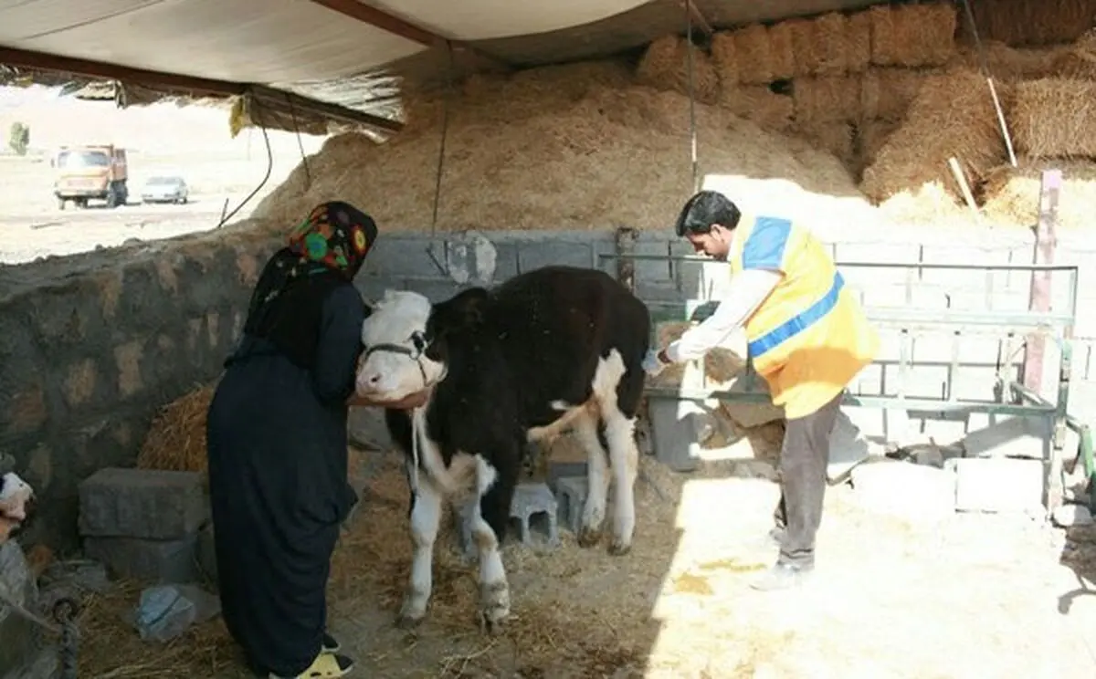 مایه کوبی 450 هزار راس دام برای مقابله با بیماری تب برفکی 