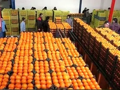 ادامه توزیع میوه نوروزی زیر قیمت بازار