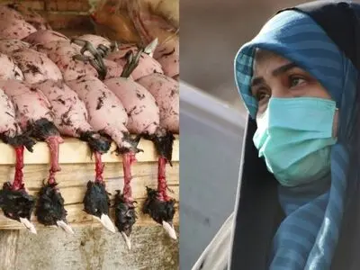 تعطیلی بازار پرنده‌فروشی فریدونکنار موفقیتی برای دوستداران محیط زیست/ جلوگیری از فروش غیرمجاز پرندگان مهاجر توسط دستگاه‌های ذی‌ربط