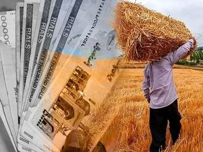 گندمکاران با وجود تحویل محصول، هنوز مطالبات خود را دریافت نکردند/ وعده دولت برای پرداخت بخشی از مطالبات تا هفته آینده 
