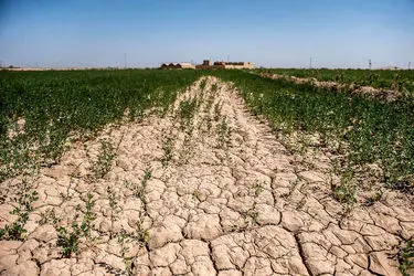 ثبت ۱۷.۹ همت خسارت به بخش کشاورزی خوزستان