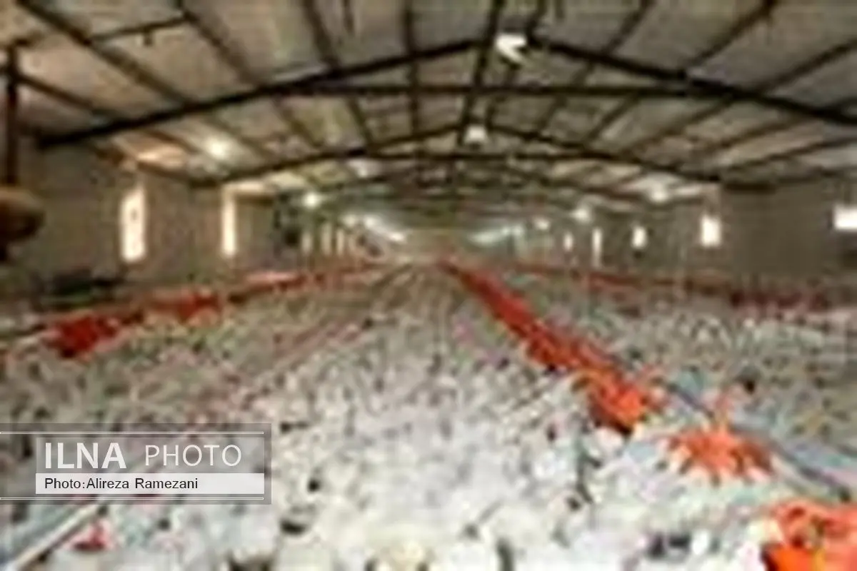 رتبه چهاردهمی استان خراسان جنوبی در تولید گوشت مرغ کشور