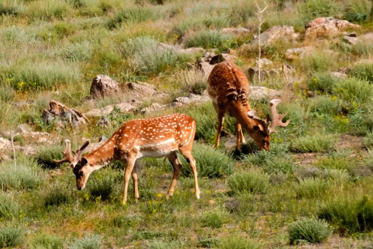 انتقال ۶ گوزن زرد ایرانی از دشت ناز ساری به پارک ملی دریاچه ارومیه