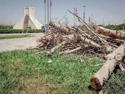 ماجرای خشک شدن درختان میدان آزادی چه بود؟