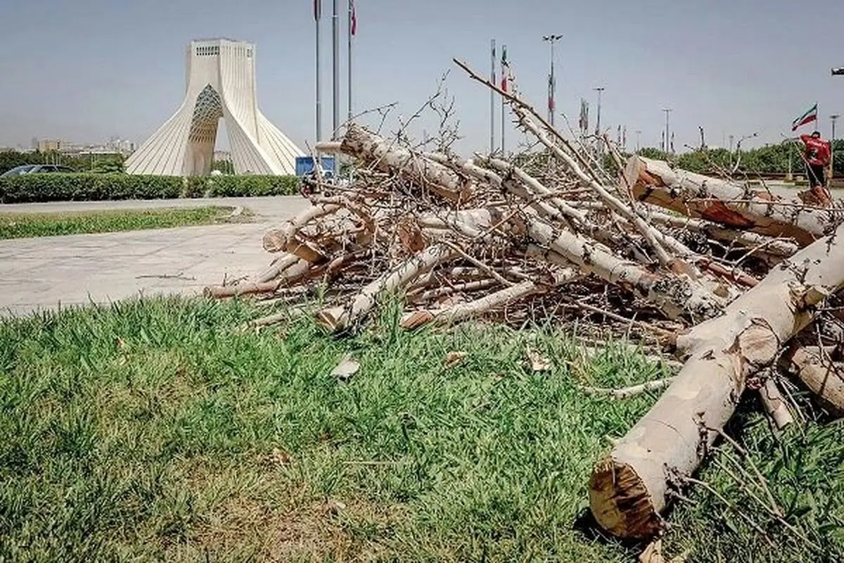 ماجرای خشک شدن درختان میدان آزادی چه بود؟