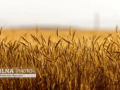 خرید تضمینی گندم در قزوین به 195 هزار تن رسید