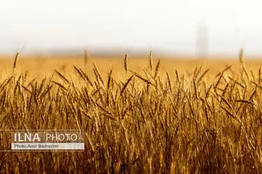 خرید تضمینی گندم در قزوین به 195 هزار تن رسید