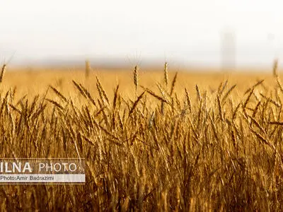 اعلام قیمت جدید گندم تا ده روز دیگر