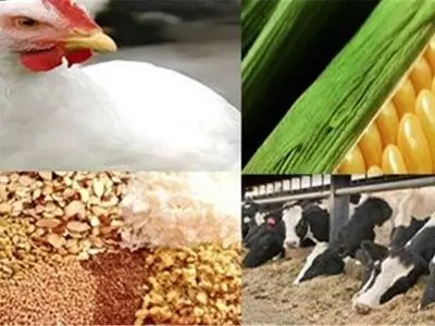 صادرات خوراک دام و طیور به 16 کشور/ همایش Feedexpo تبادل با دانش دنیا در ایران است