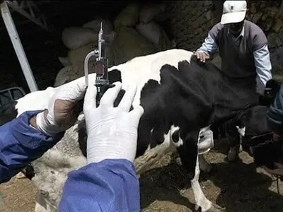 بیماری تب برفکی تلفات و درگیری کمتری در استان مرکزی داشته است / موارد ابتلا محدود و پراکنده گزارش شده است
