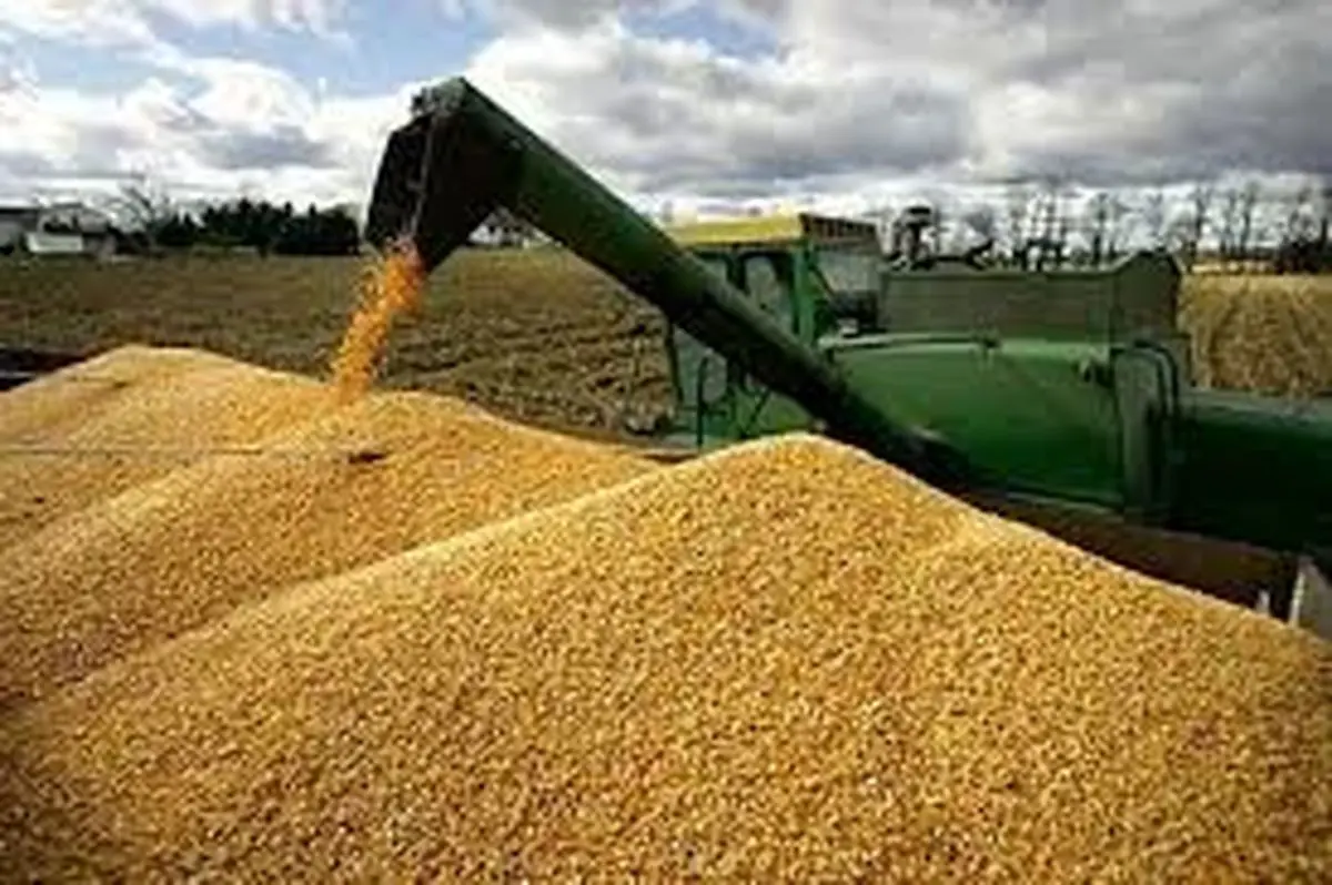 پرداخت یک هزار و ۷۸۰ میلیارد ریال از مطالبات گندم کاران لرستانی