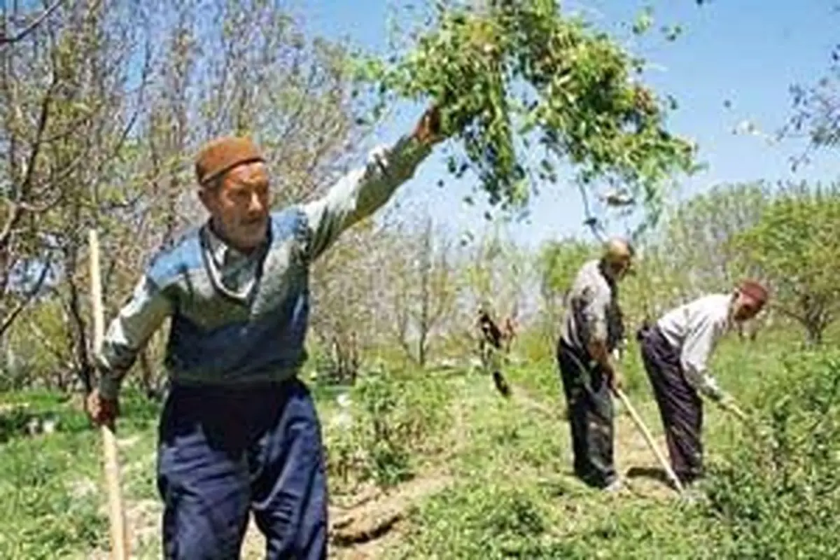 جوان سازی باغات منجر به افزایش بهره وری محصولات می‌شود