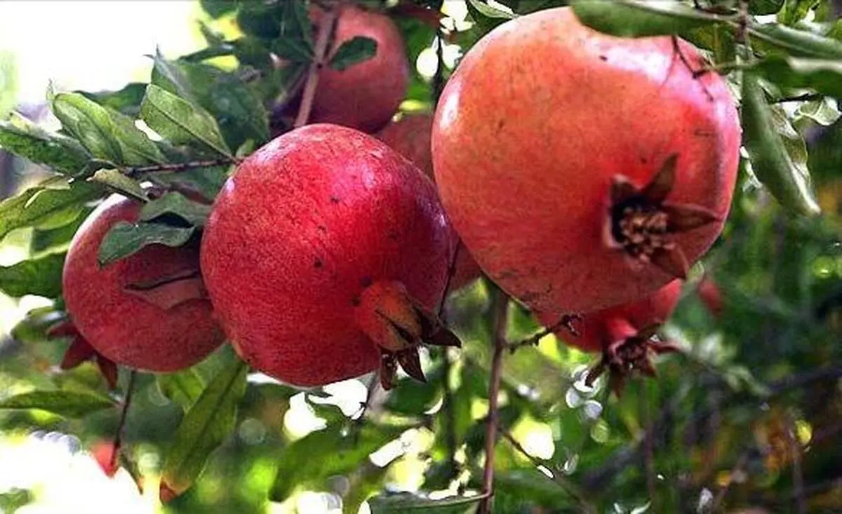 کاهش 70 درصدی برداشت انار در استان اصفهان/ سرمازدگی 90 درصد از مراکز عمده تولید انار 