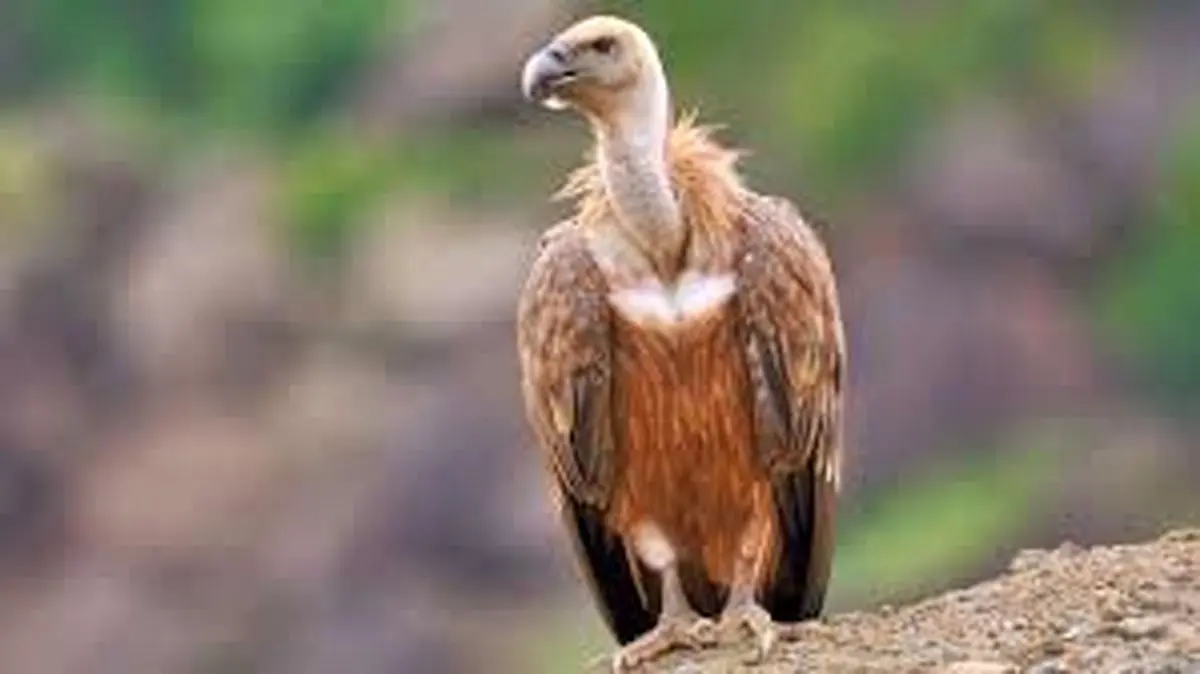 پرواز دوباره کرکس مصدوم بر فراز ارتفاعات گردنه حیران + فیلم