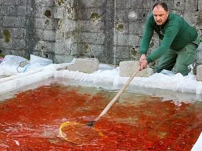 رتبه نخست گیلان در تولید ماهیان زینتی کشور