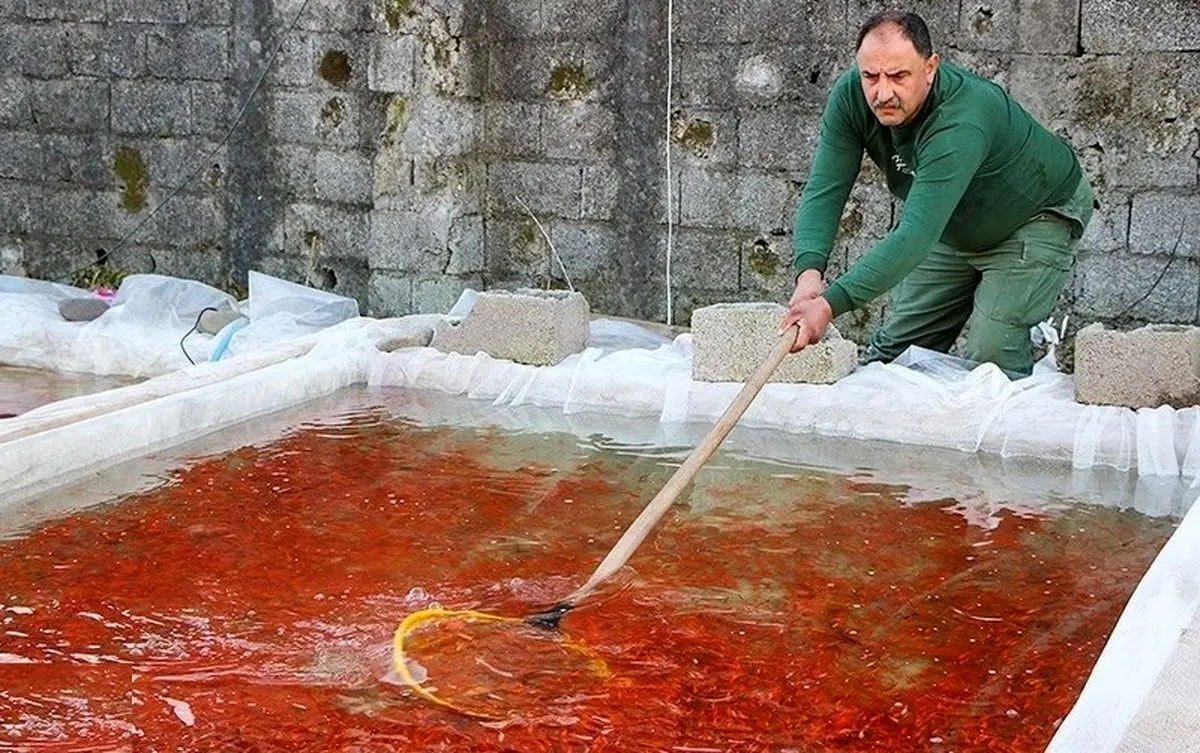 رتبه نخست گیلان در تولید ماهیان زینتی کشور