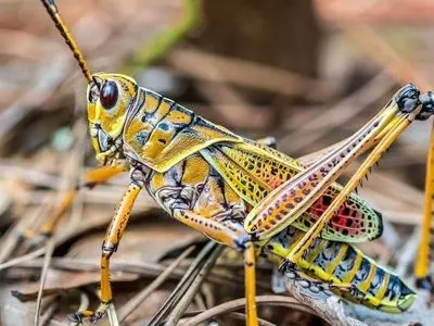 احتمال هجوم ملخ‌های صحرایی به مزارع کهگیلویه و بویراحمد / ضرورت آمادگی بین بخشی برای جلوگیری از خسارت به مزارع