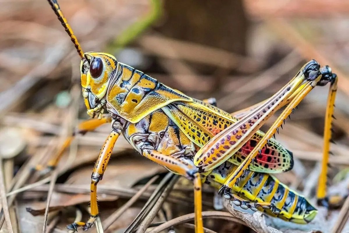 احتمال هجوم ملخ‌های صحرایی به مزارع کهگیلویه و بویراحمد / ضرورت آمادگی بین بخشی برای جلوگیری از خسارت به مزارع