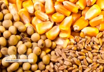 دلایل کمبود و گرانی نهاده‌‌های دامی در بازار/ بانک مرکزی به جای دلار، یوان پرداخت می‌کند/ برخی منتظر افزایش نرخ مصوب برای عرضه نهاده‌ها هستند