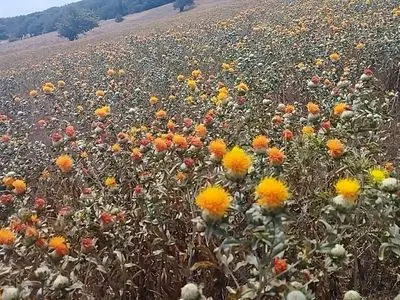کشت دانه روغنی «گلرنگ» در شهرستان رودبار