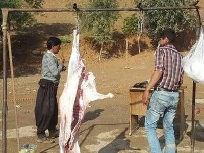 نباید برای مقابله با کشتار غیرمجاز دام چکشی برخورد کنیم