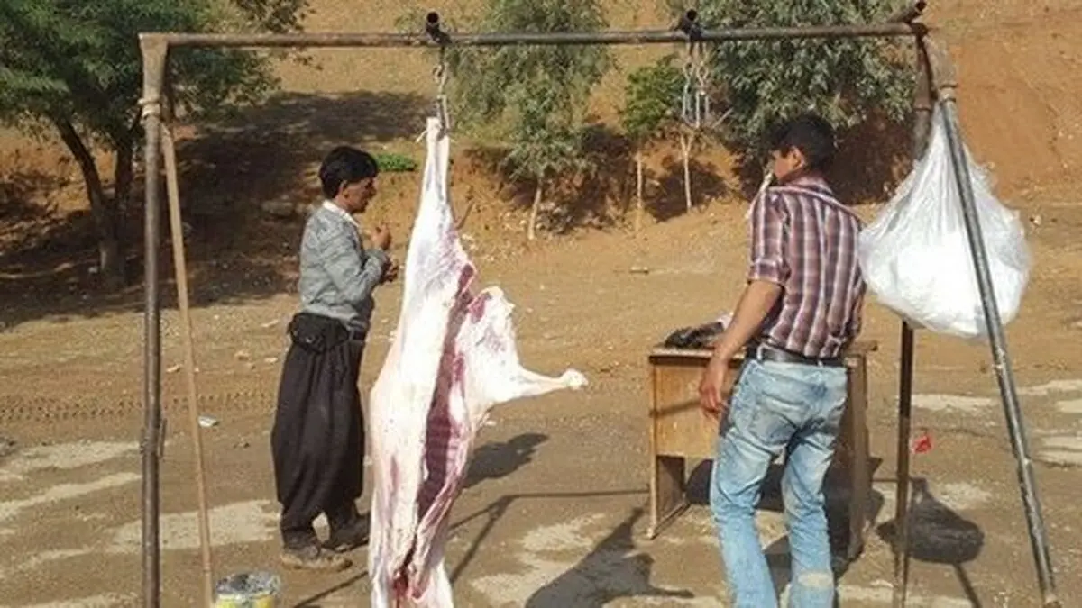 نباید برای مقابله با کشتار غیرمجاز دام چکشی برخورد کنیم