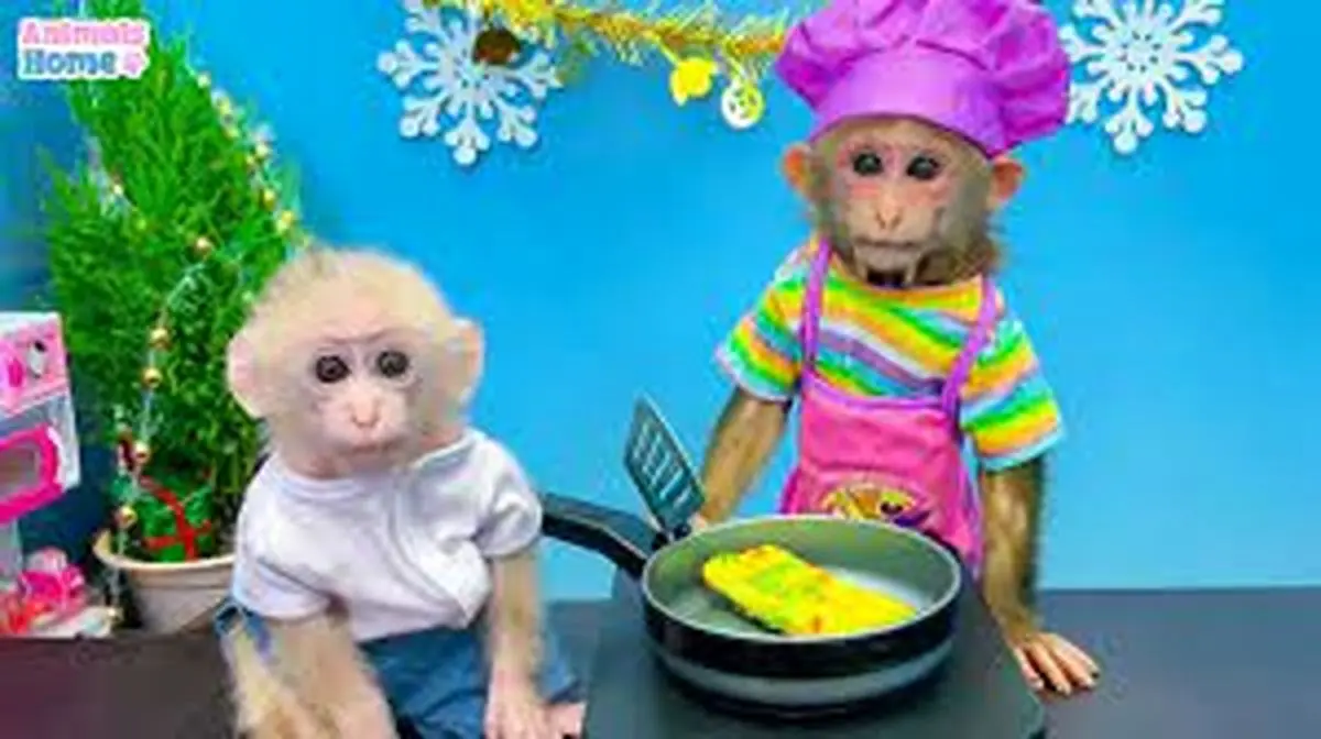 ویدیویی جالب از آشپزی کردن میمون