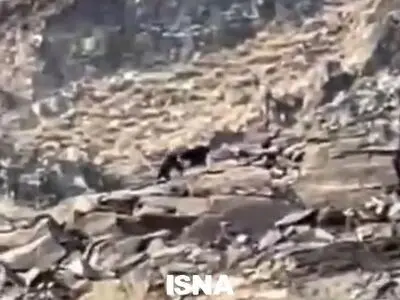 ثبت حضور خرس سیاه آسیایی در جنوب استان فارس + فیلم