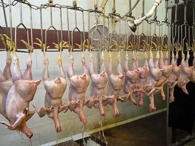 روزانه  170 تن مرغ  در استان تولید می شود 