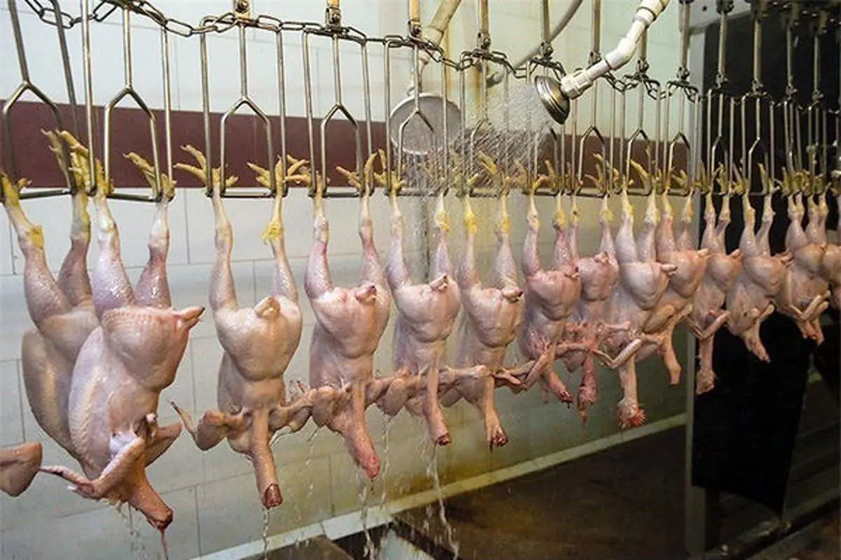 مجوز صادرات ۱۷هزار تن مرغ/ متوسط قیمت مرغ گوشتی به ۵۵هزار تومان رسید 