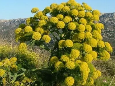 برداشت باریجه از سطح 50 هکتار اراضی درمن شهرستان خنداب / پیش‌بینی می‌شود یک تن محصول برداشت شود 