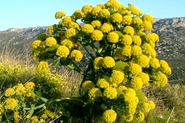 برداشت باریجه از سطح 50 هکتار اراضی درمن شهرستان خنداب / پیش‌بینی می‌شود یک تن محصول برداشت شود 