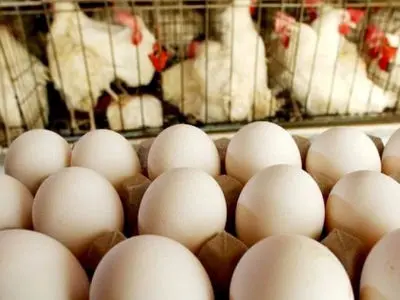 کاهش ۴۰ درصدی خرید تخم مرغ بعد از حذف ارز ترجیحی