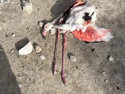 تلف شدن ٤ فلامینگو در آبگیر مشک‌آمیز مهر/ تحقیقات برای شناسایی متخلفان آغاز شد