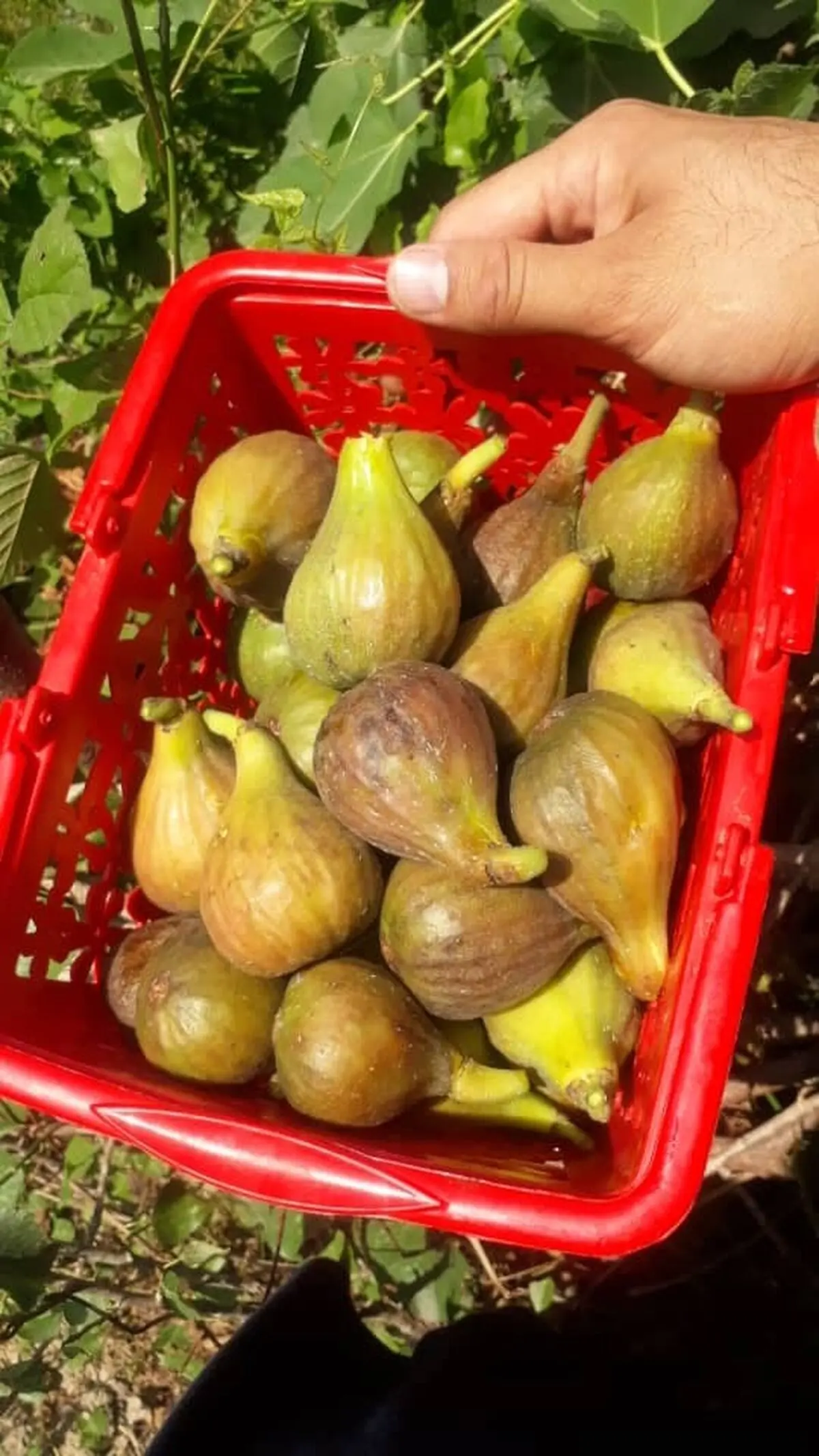 برداشت انجیر در گیلان آغاز شد
