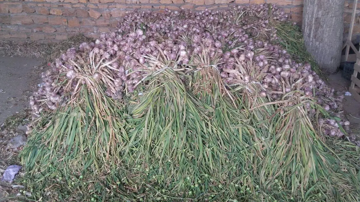 از بین بردن بوی سیر با چند روش ساده