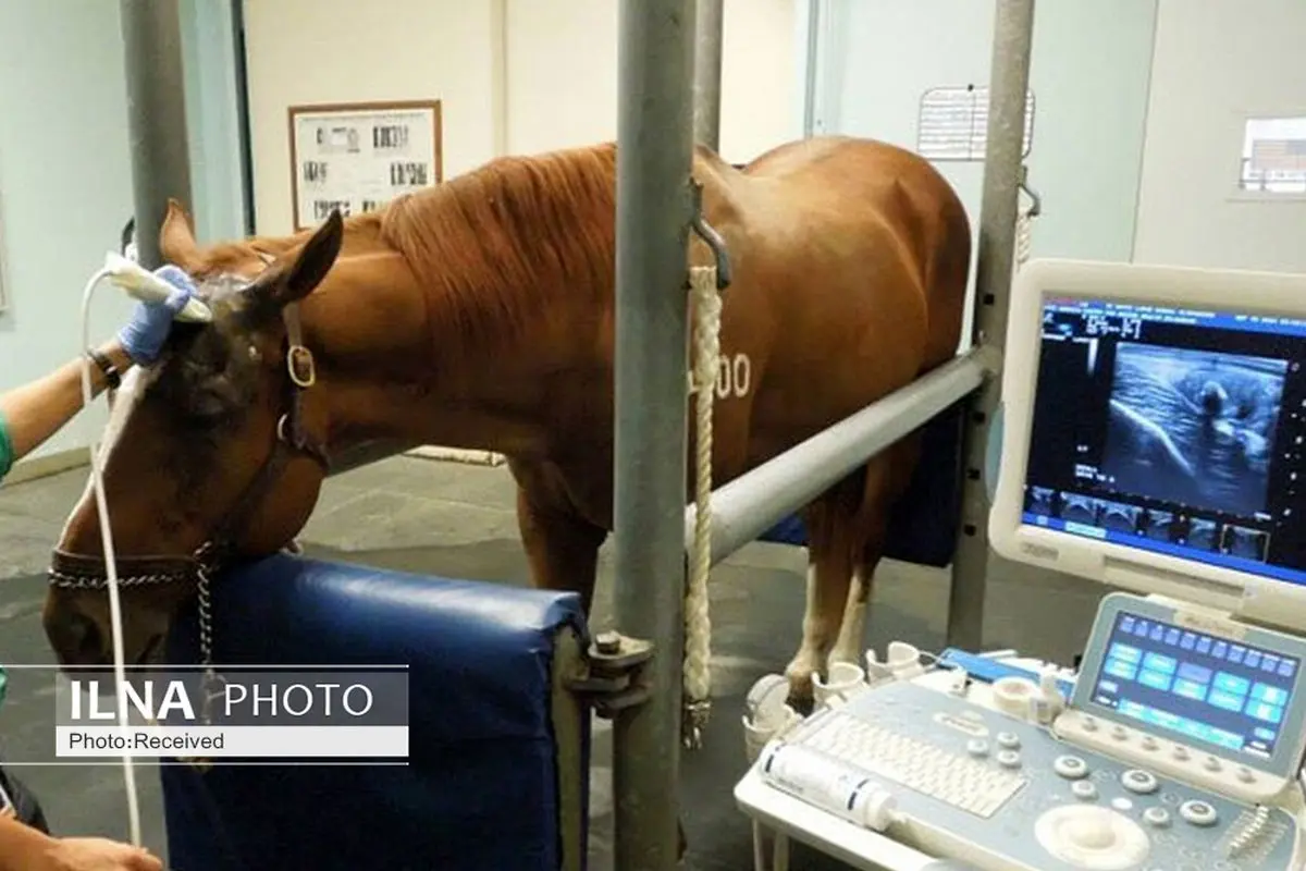 قزوین به بیمارستان تخصصی دامپزشکی با اولویت درمان اسب مجهز می‌شود