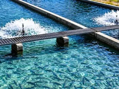 تولید ۶۰۰ تُن ماهی در کوثر؛ فرصتی طلایی برای اشتغال‌زایی در بخش کشاورزی
