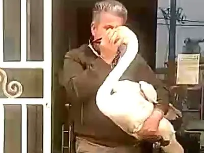 نجات و رهاسازی قوی فریادکش مجروح پس از تیمار در آستانه‌اشرفیه