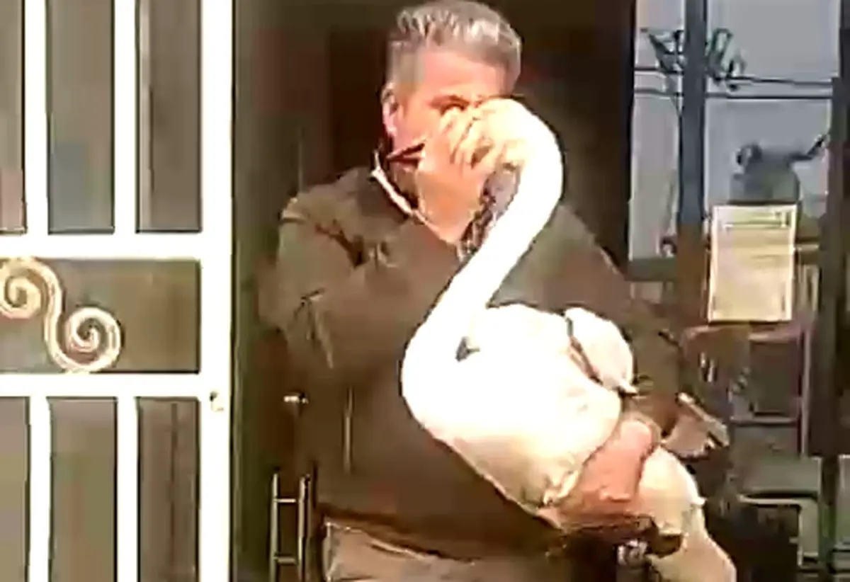 نجات و رهاسازی قوی فریادکش مجروح پس از تیمار در آستانه‌اشرفیه